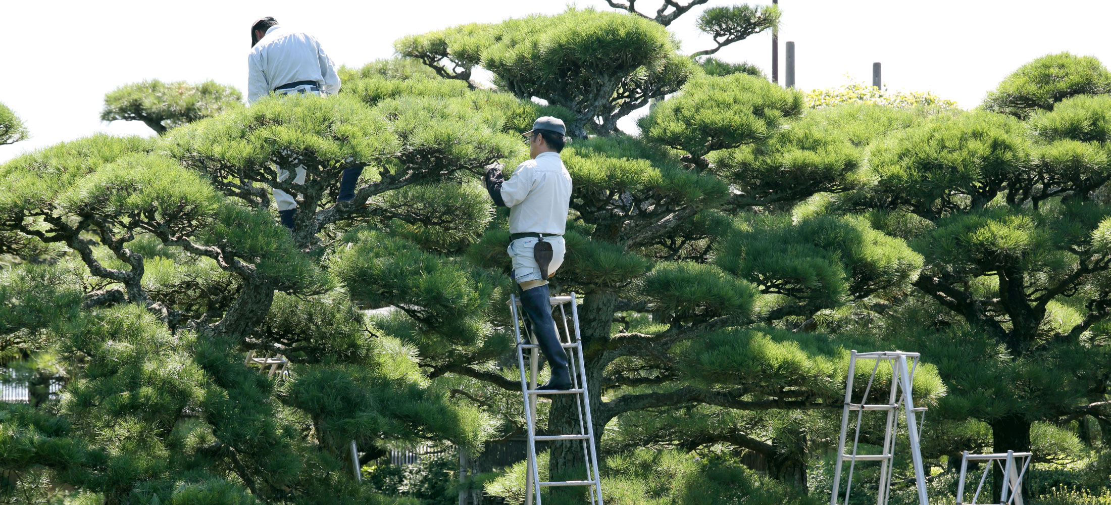 フジ造園土木の造園工事