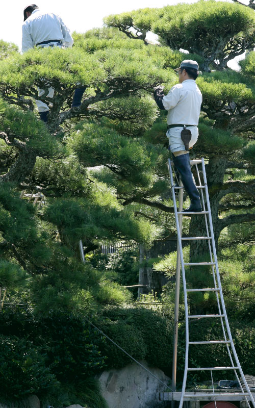 フジ造園の造園工事